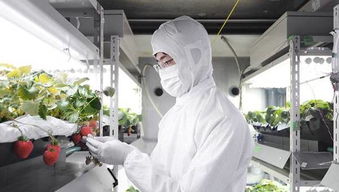 植物照明兴起 已走进全球顶级高科技农场